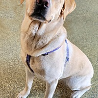 adopt-pet