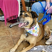adopt-pet