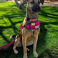 adopt-pet
