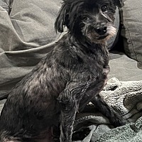 adopt-pet