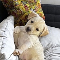 adopt-pet