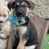adopt-pet