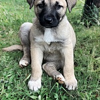 adopt-pet