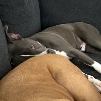adopt-pet