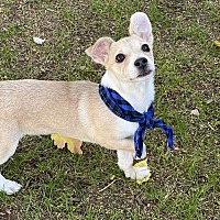 adopt-pet