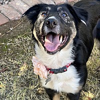 adopt-pet