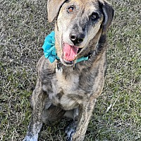 adopt-pet