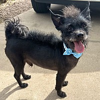 adopt-pet