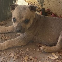 adopt-pet