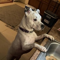 adopt-pet