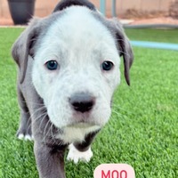 adopt-pet