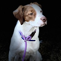 adopt-pet