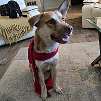 adopt-pet