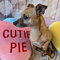 adopt-pet
