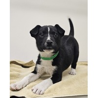 adopt-pet