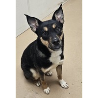 adopt-pet
