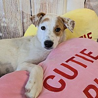 adopt-pet