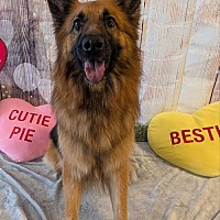 adopt-pet