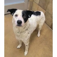 adopt-pet