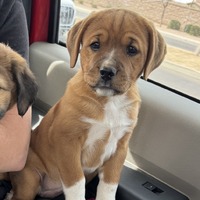 adopt-pet
