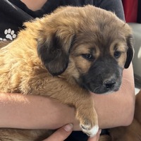 adopt-pet