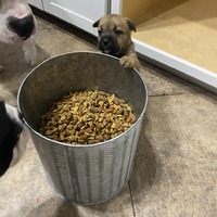 adopt-pet