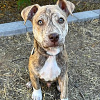adopt-pet