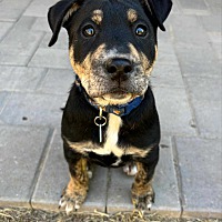 adopt-pet