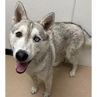 adopt-pet