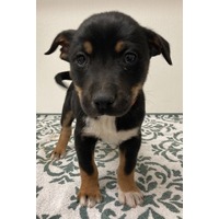 adopt-pet