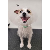 adopt-pet