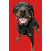 adopt-pet