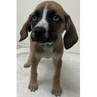 adopt-pet