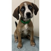 adopt-pet