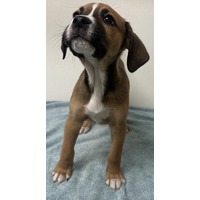 adopt-pet