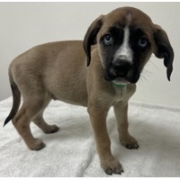 adopt-pet