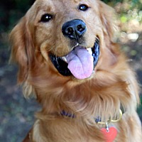 adopt-pet