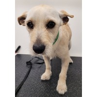 adopt-pet
