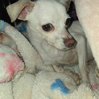 adopt-pet