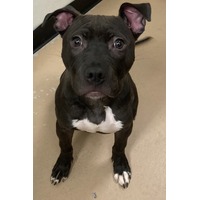 adopt-pet