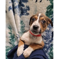 adopt-pet