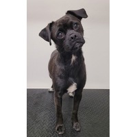 adopt-pet