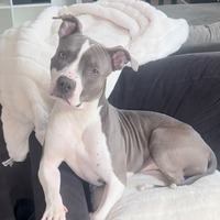 adopt-pet