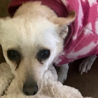 adopt-pet