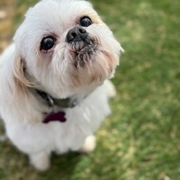 adopt-pet