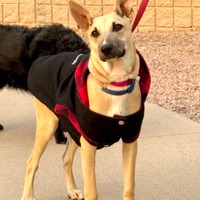 adopt-pet