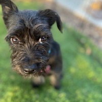adopt-pet