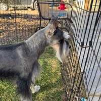 adopt-pet