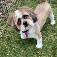 adopt-pet