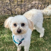 adopt-pet